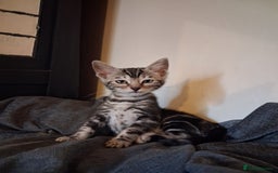 Mixed Breed cats for sale: Mixed bengal  - Image 1