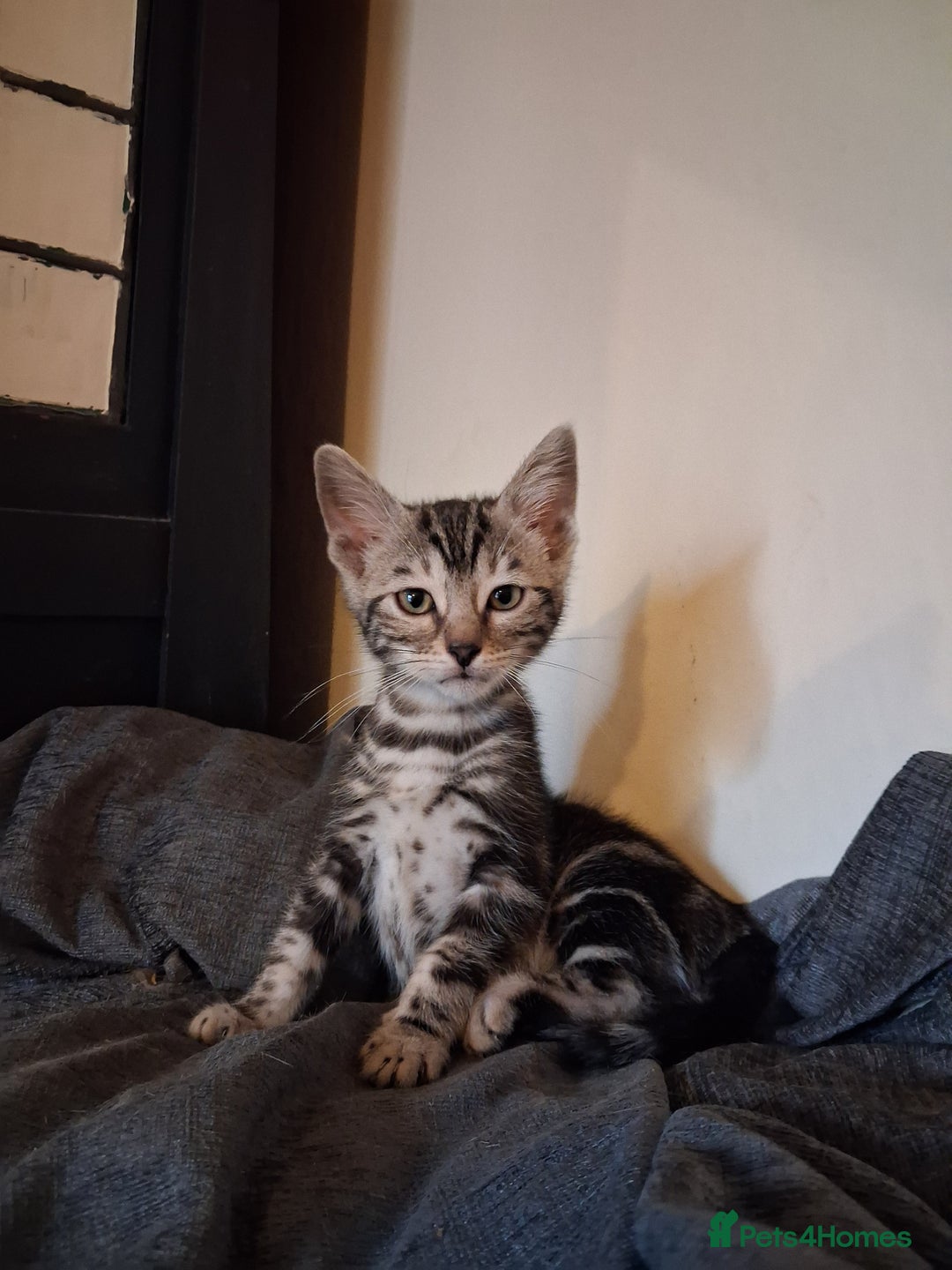 Mixed Breed cats for sale: Mixed bengal  - Image 1