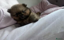 Pomeranian dogs for sale: 2 beautiful Pomeranian Puppy’s  - Image 9