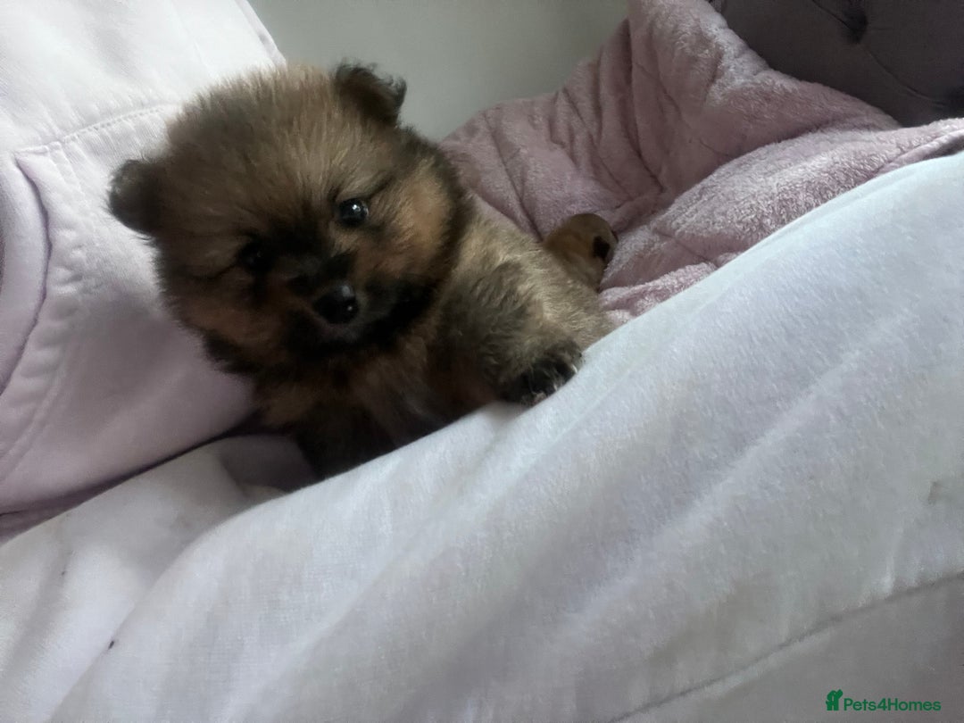 Pomeranian dogs for sale: 2 beautiful Pomeranian Puppy’s  - Image 9