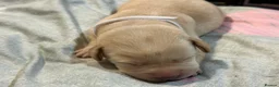 Labrador Retriever dogs for sale: Labrador puppies for sale  - Advert 27