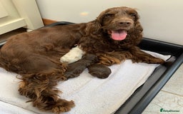 Cocker Spaniel dogs for sale: 5* LICENSED KC SHOW H/TESTED PUPPIES  - Image 18