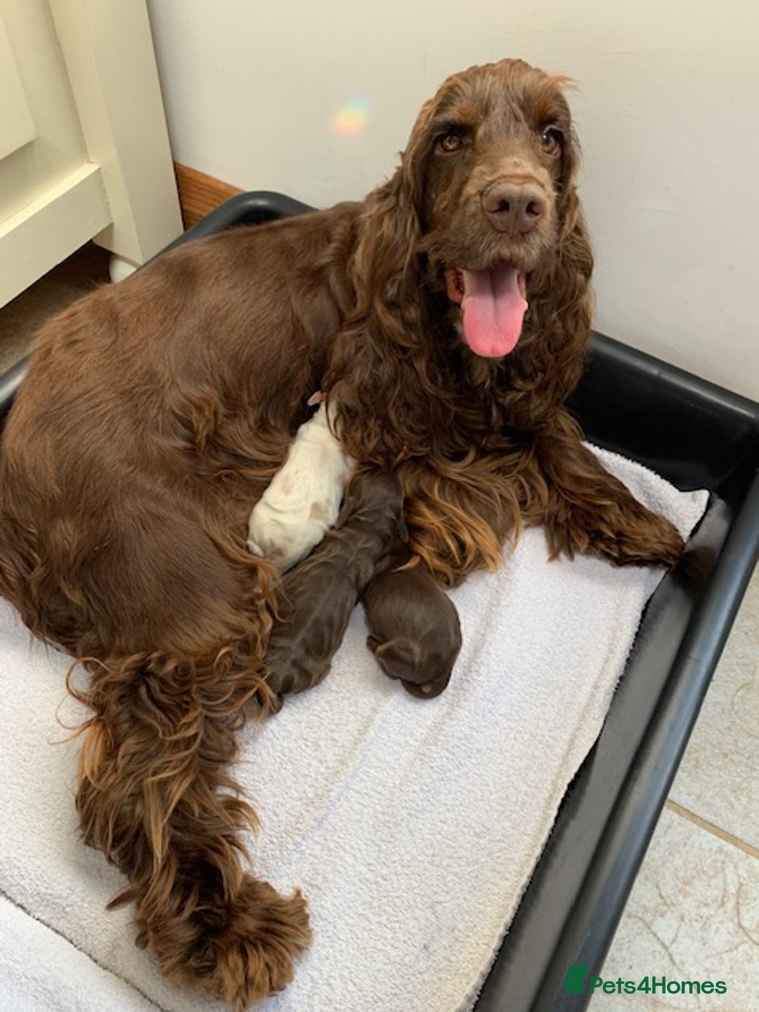 Cocker Spaniel dogs for sale: 5* LICENSED KC SHOW H/TESTED PUPPIES  - Image 18