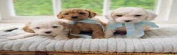 Cavapoo dogs for sale: Health tested Cavapoo puppies - Advert 9