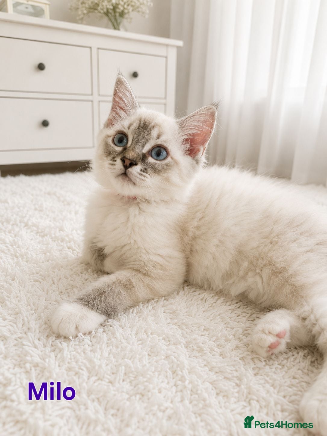 Ragdoll cats 😻Beautiful GCCF Registered Ragdoll Kittens😻 - Advert 1