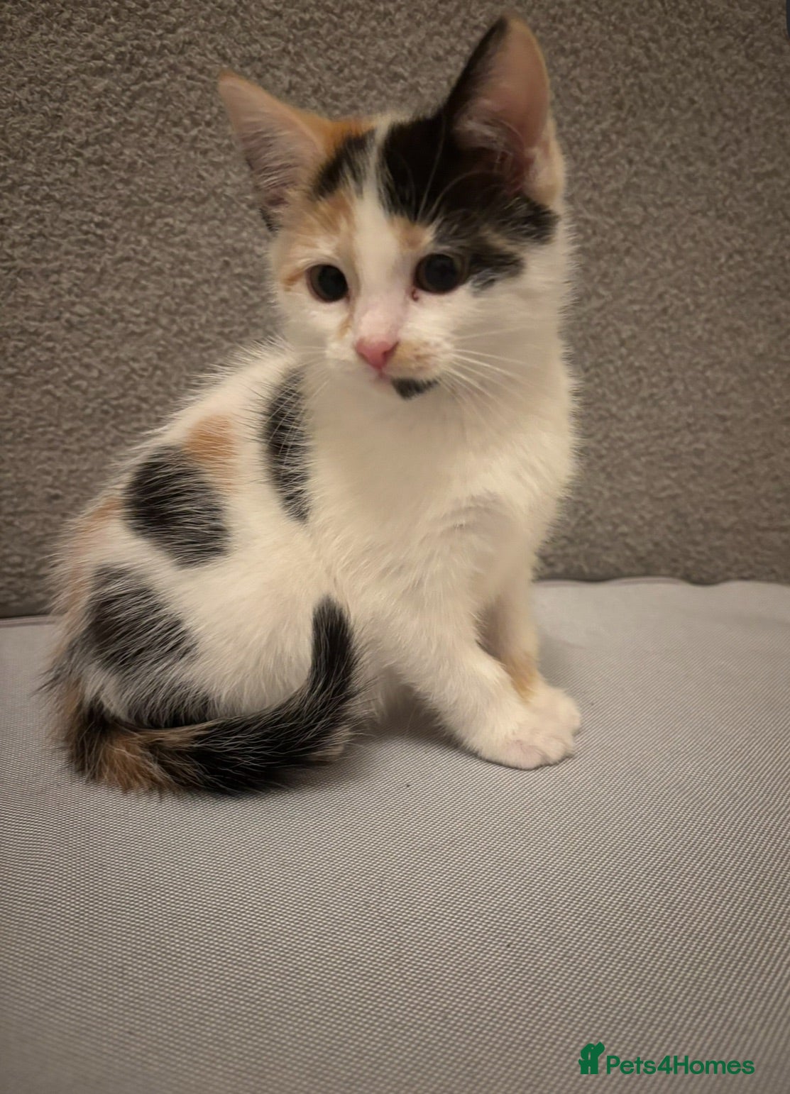 Mixed Breed cats Beautiful calico female looking for new home  - Advert 3