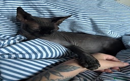 Sphynx cats for sale: Male Sphynx cat for sale 2 years old - Image 7