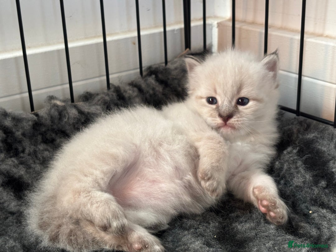 Siberian cats for sale: 🌓Word Champion Grandfather 🌖 - Advert 9