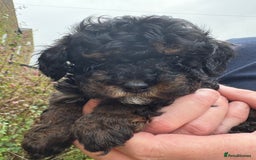 Cavapoo dogs for sale: 2 adorable male Cavapoo Puppies ! 🐾 - Image 16