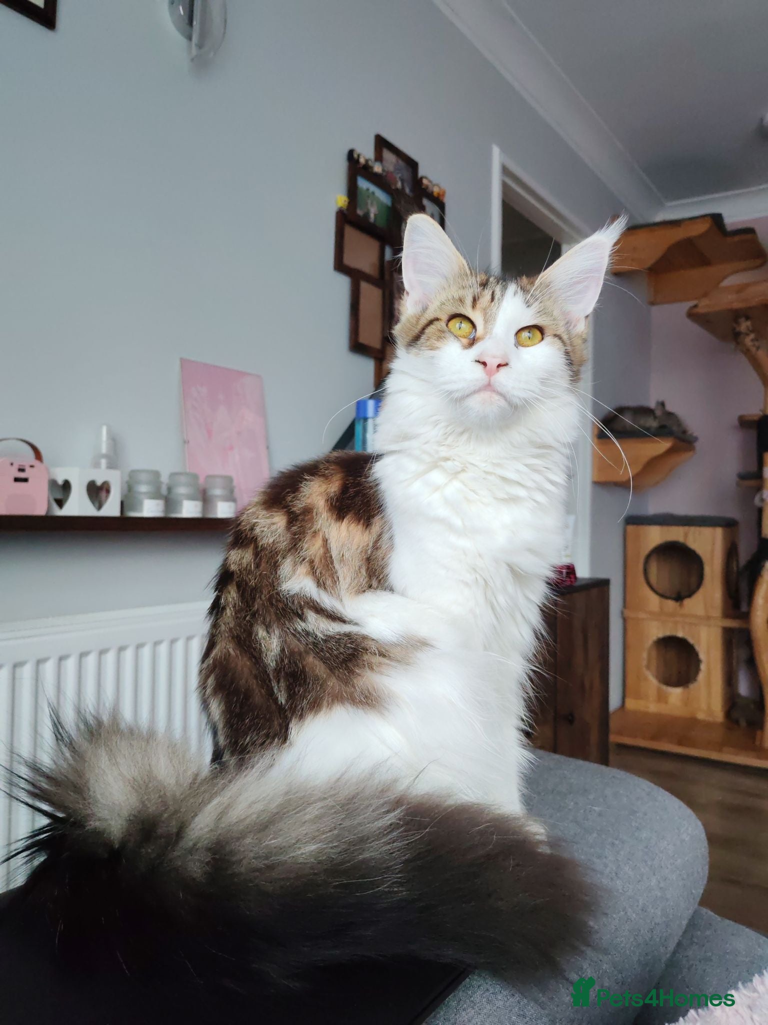 Maine Coon cats Amazing Jasmine😍😍  - Advert 8