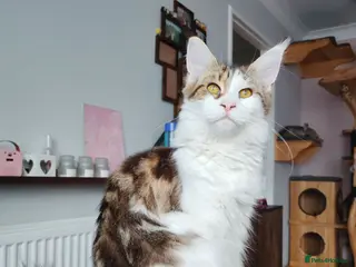 Maine Coon cats Amazing Jasmine😍😍 - Advert 8