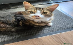 British Longhair cats for sale: This is buddy - Image 2