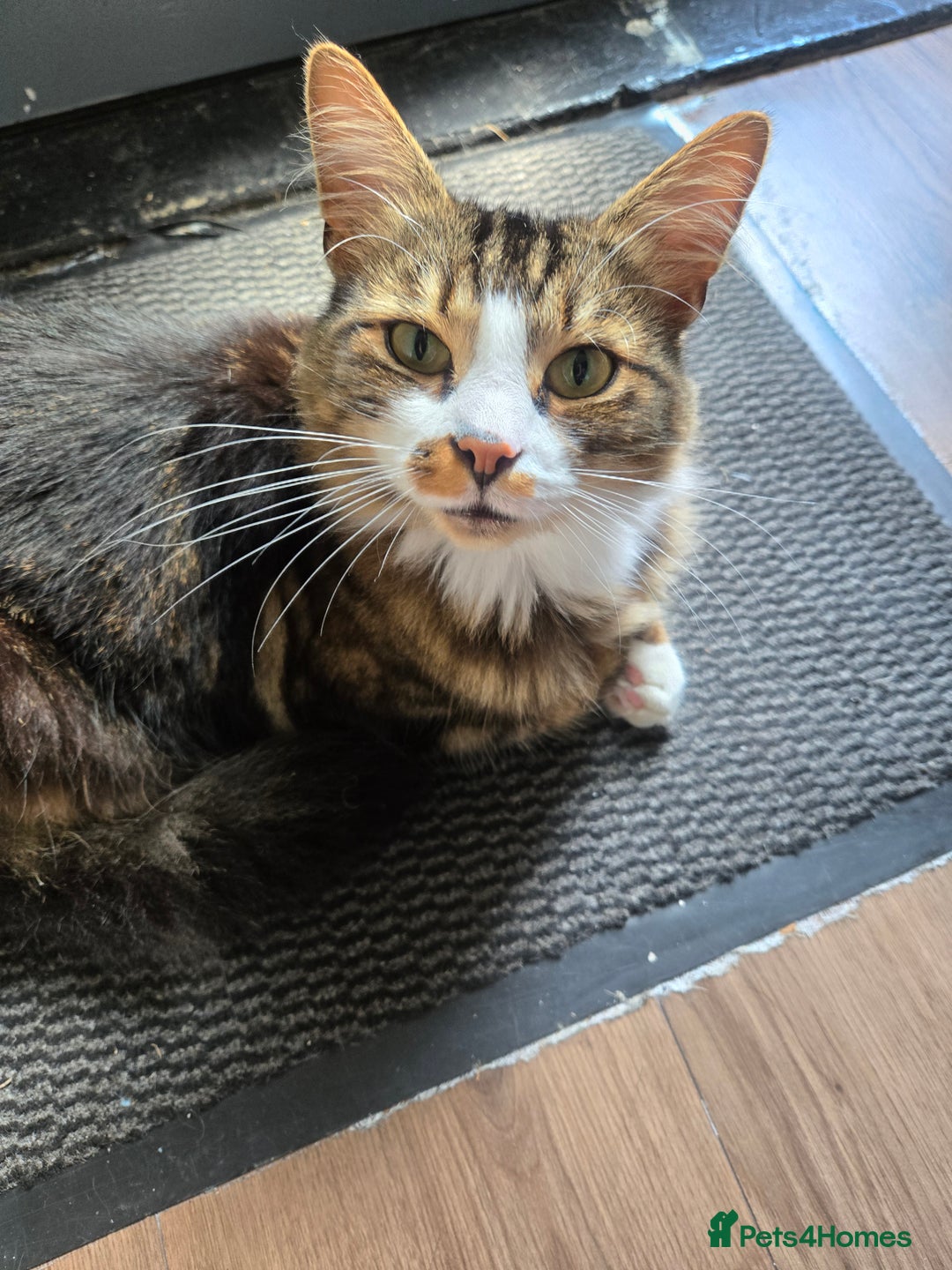 British Longhair cats for sale: This is buddy - Image 2