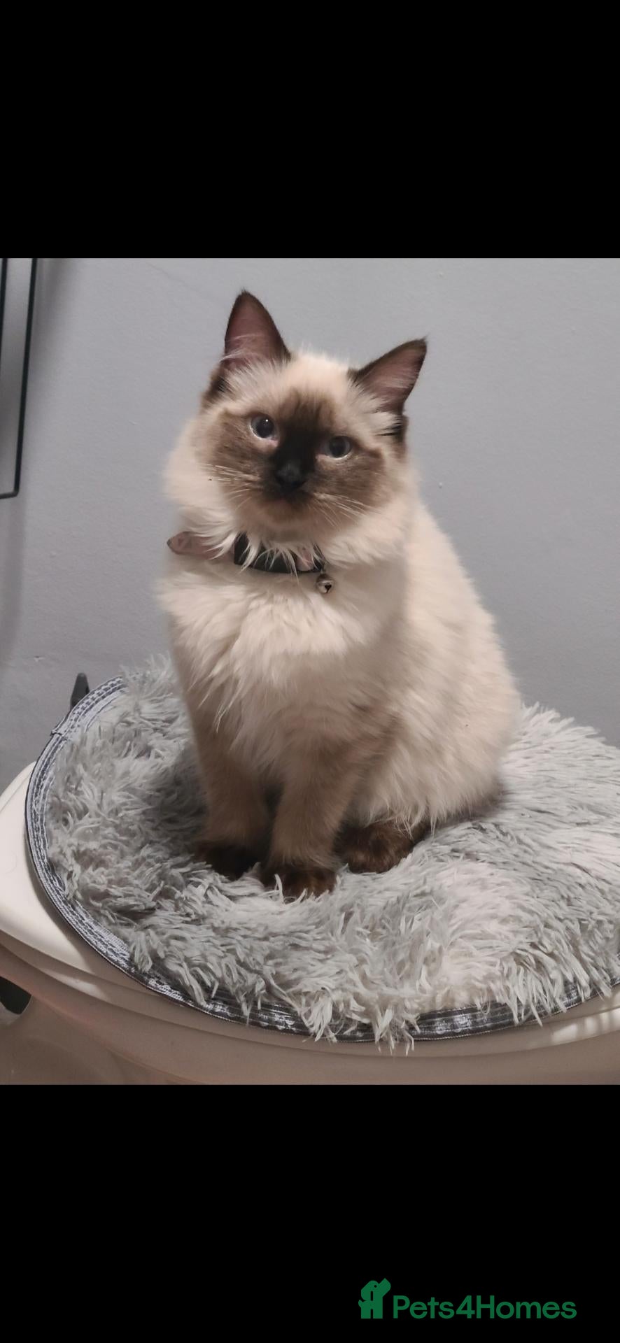 Mixed Breed cats Ragdoll x - Advert 9