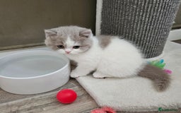 British Shorthair cats for sale: Lilac & White Harlequin Active Boy - Image 9