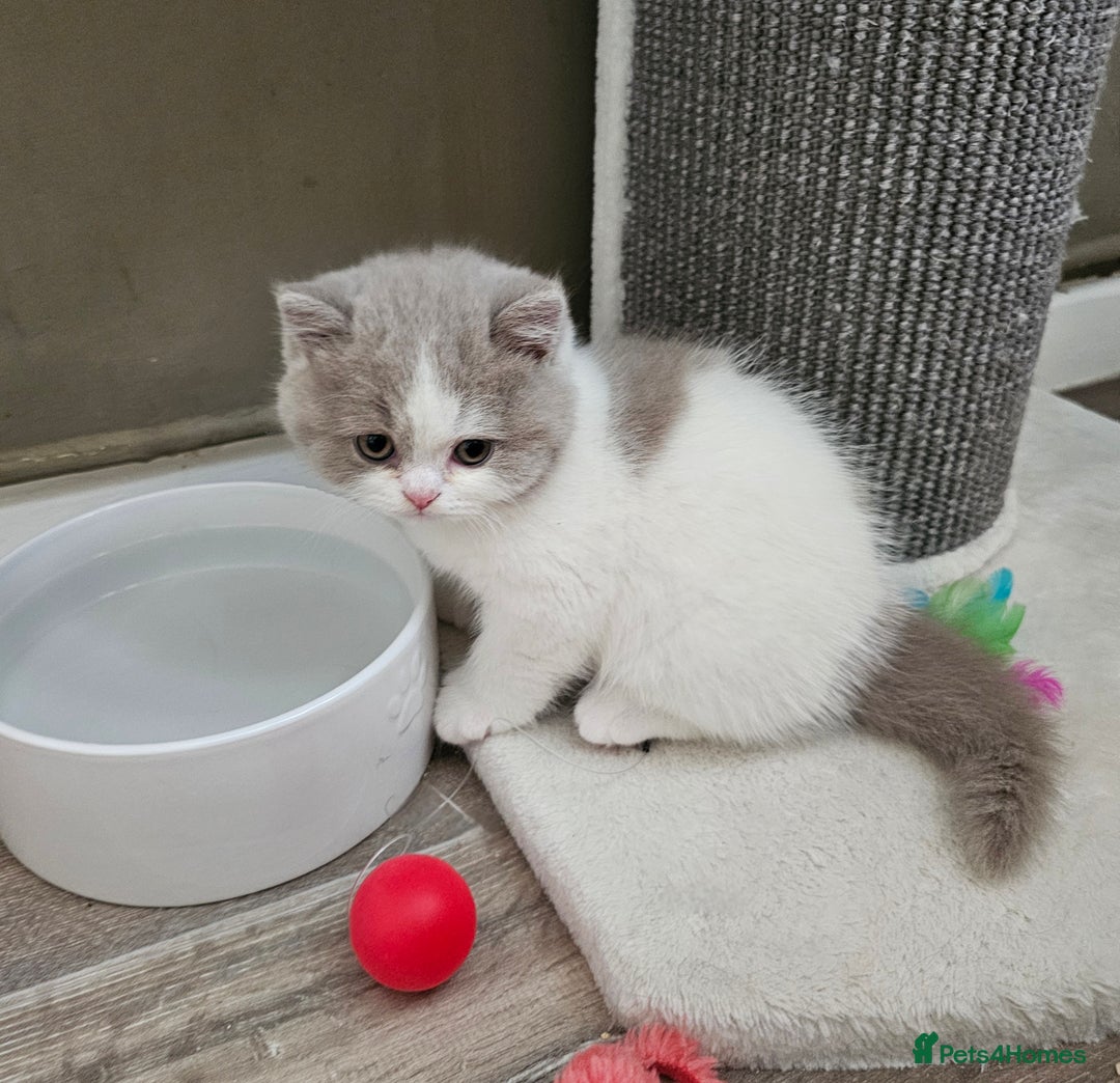 British Shorthair cats for sale: Lilac & White Harlequin Active Boy - Image 9