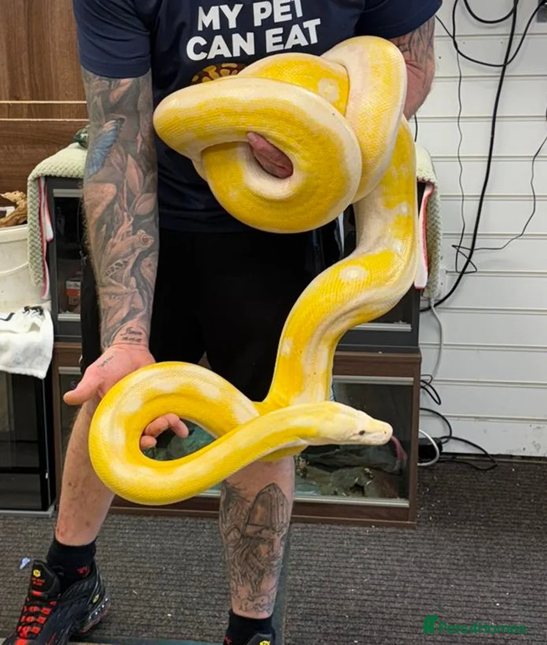 Snake reptiles for sale: 2 snakes available  - Advert 2