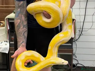 Snake reptiles for sale: NOT £10 Multiple animals for rehome asap - Advert 1