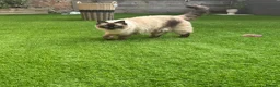 Ragdoll cats for sale: Female Ragdoll one year old  - Advert 4