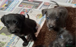 Mixed Breed dogs for sale: Bedlington Whippet puppies - Image 1