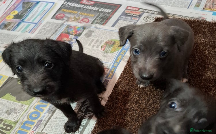 Mixed Breed dogs - Advert 1