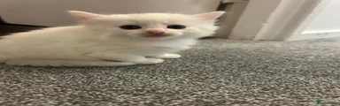 Turkish Angora 1