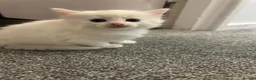 Turkish Angora cats for sale: 5 Beautiful Turkish Angora Kittens - Advert 7