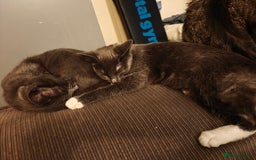 Domestic Shorthair cats for sale: Loving kittens - Image 15