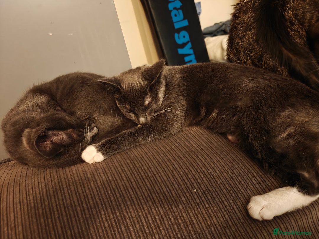 Domestic Shorthair cats for sale: Loving kittens - Image 15