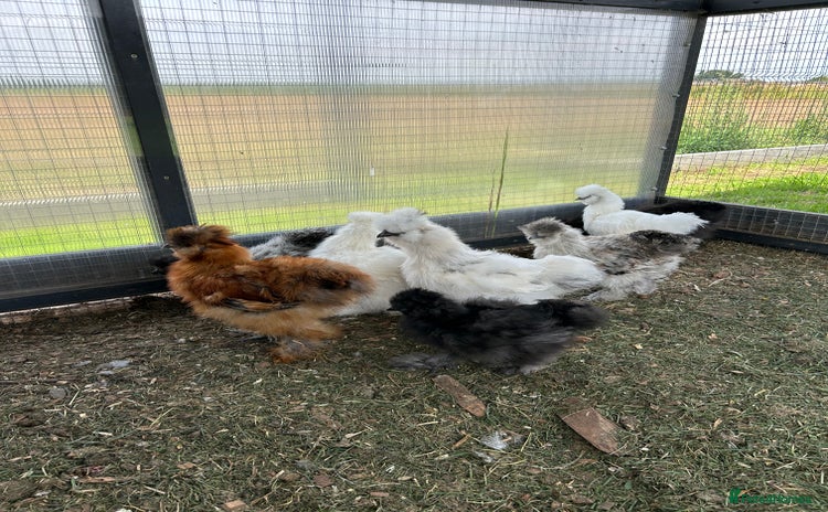 Chickens poultry - Advert 1