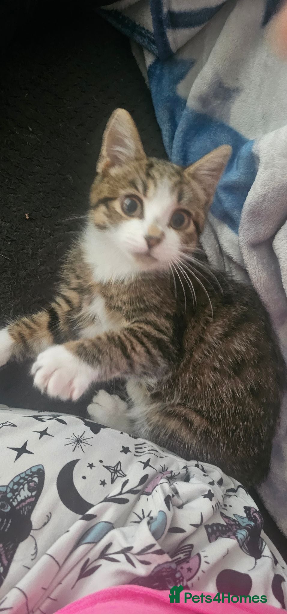 Mixed Breed cats Female kitten tabby shell - Advert 1