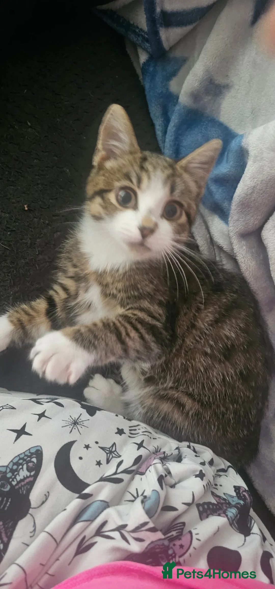 Mixed Breed cats for sale: Female kitten tabby shell in Manchester - Advert 1
