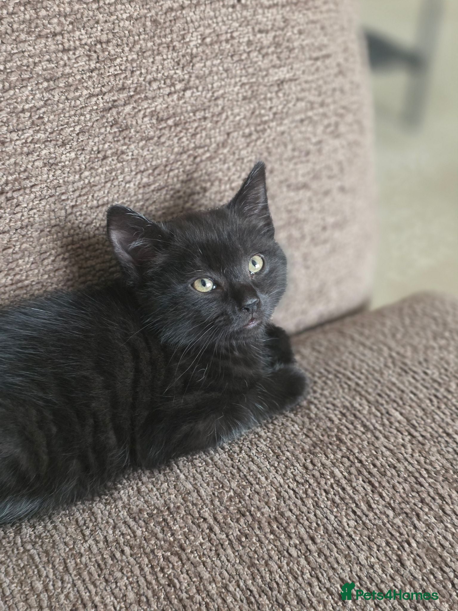 Mixed Breed cats Beautiful kittens only 2 remaining  - Advert 18