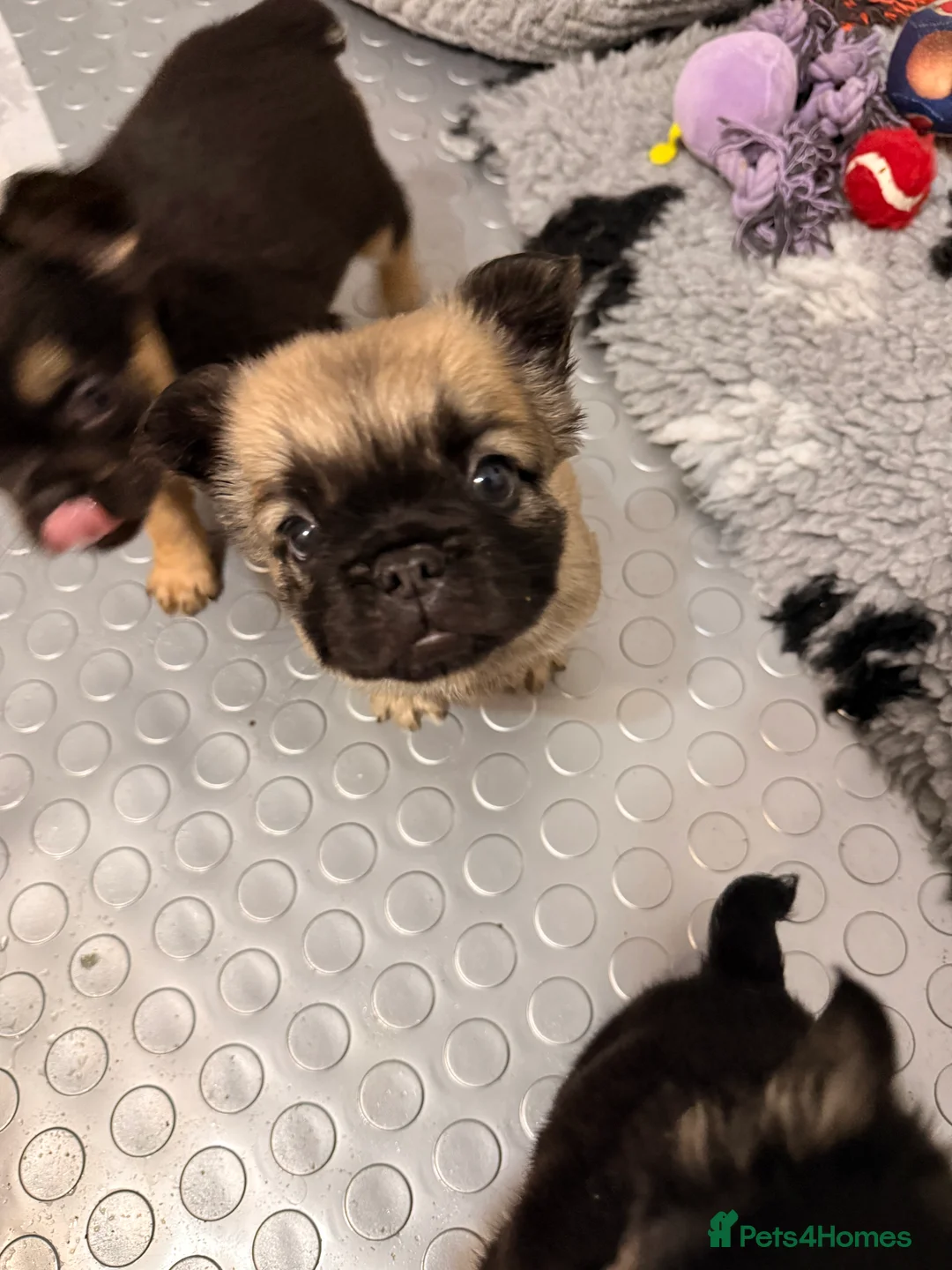 French Bulldog dogs for sale: Reduced 1 Female visual fluffy - Ready now - Advert 23