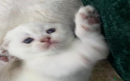 Scottish Fold cats for sale: Scottish Fold Kittens - Image 14