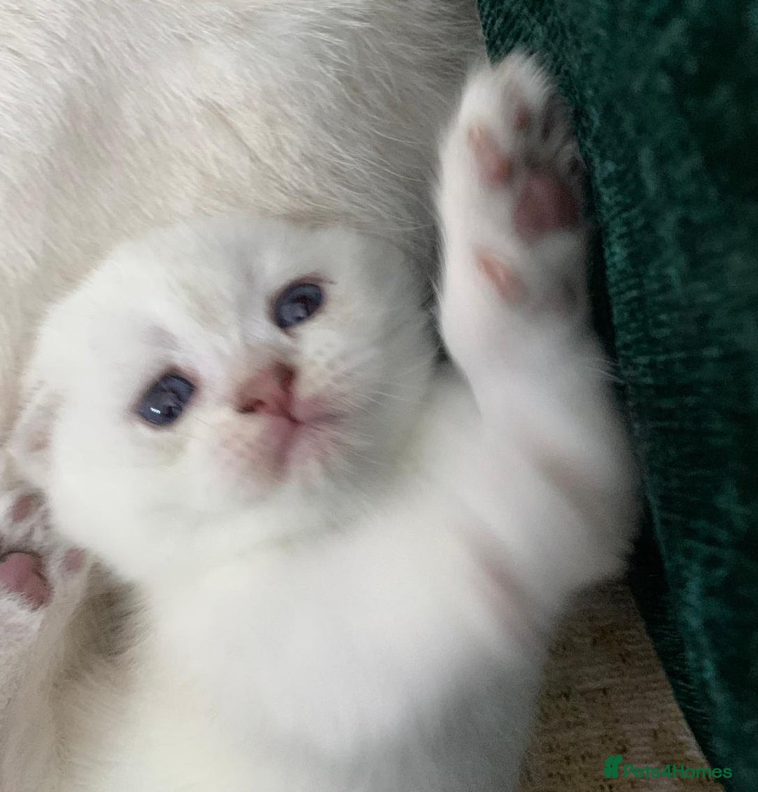 Scottish Fold cats for sale: Scottish Fold Kittens - Image 14