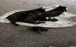 Domestic Shorthair cats for sale: 2 kittens looking forever home  - Image 3