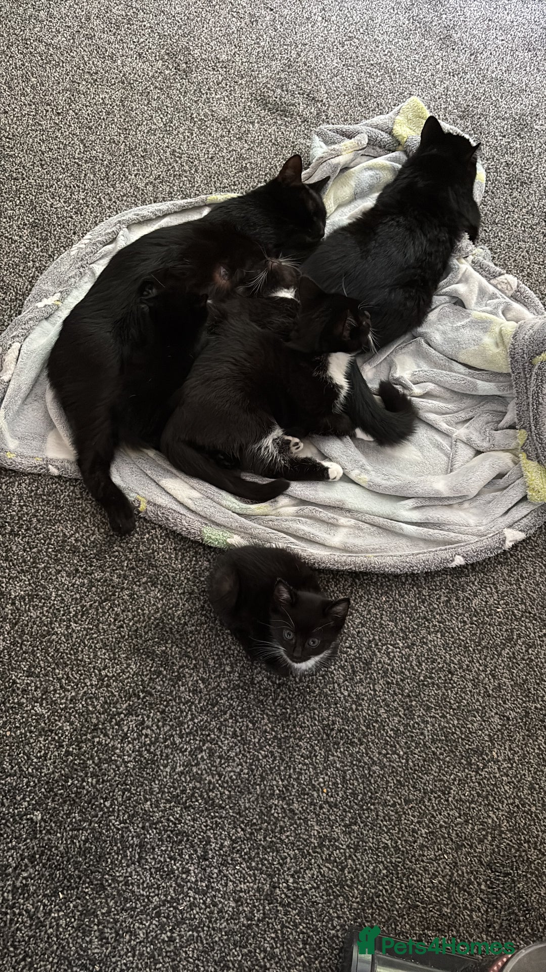 Domestic Shorthair cats for sale: 2 kittens looking forever home  - Image 3
