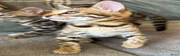 Bengal cats for sale: ✨ Beautiful Bengal Kittens✨ - Advert 12