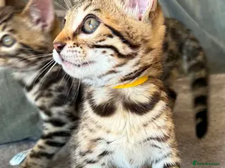 Bengal cats ✨ Beautiful Bengal Kittens-READY NOW!✨ - Advert 13