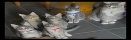 Maine Coon cats for sale: Beautiful Maine Coon Kittens - Advert 1