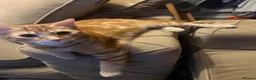 Mixed Breed cats for sale: Ginger cat  - Advert 2