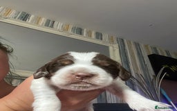 Sprocker dogs for sale: Beautiful Sprocker puppies  - Image 27