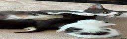 Mixed Breed cats for sale: 4 beautiful kittens for sale in Rhyl - Advert 7