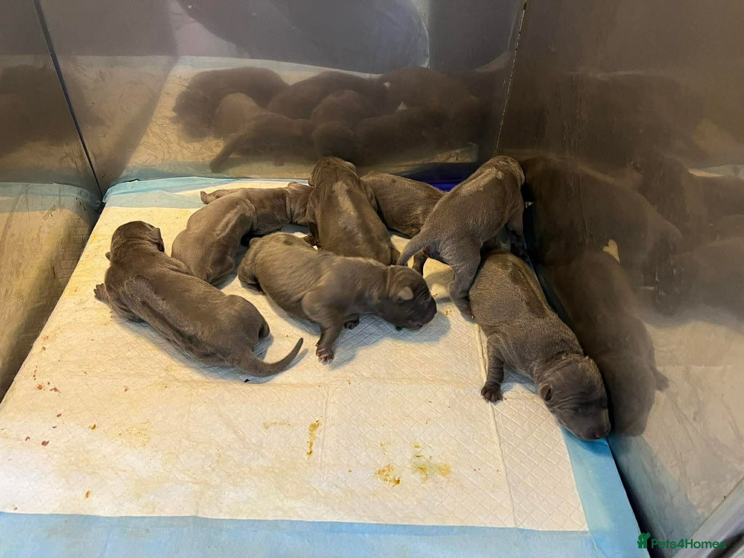 Thai Ridgeback dogs for sale: Stunning Blue Thai Ridgeback Puppies for Sale - Advert 9