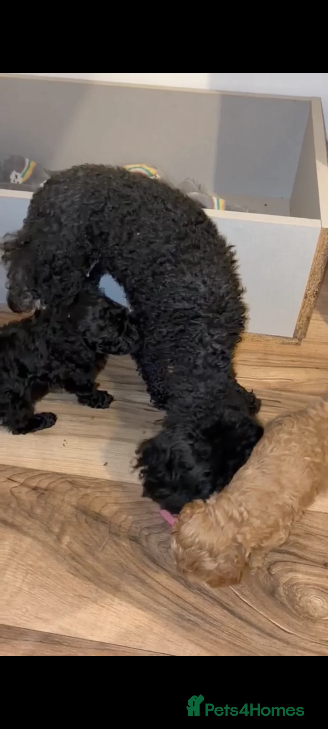 Toy Poodle dogs for sale: Adorable Toy Poodle - Advert 5