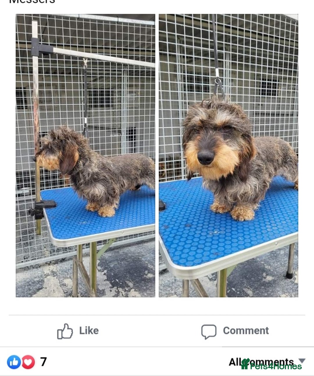 Dachshund dogs for sale: Beautiful little wirehaired teckle male pup in Lockerbie - Image 9