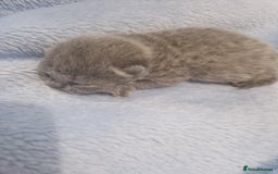 British Shorthair cats for sale: British Shorthair Kittens - Image 2