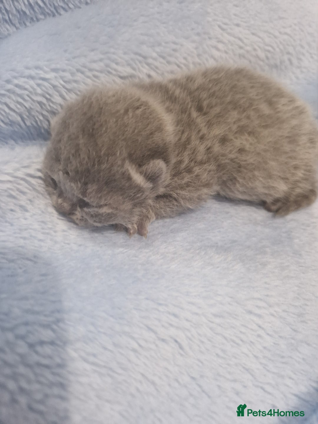 British Shorthair cats for sale: British Shorthair Kittens - Image 2