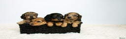Miniature Dachshund dogs for sale: 5 Star licensed miniature Longhaired available  - Advert 1